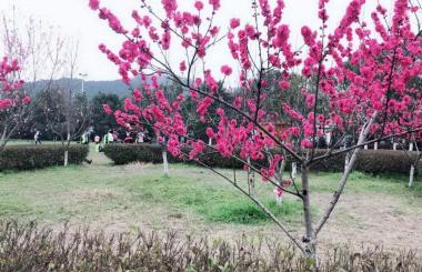 踏青好時節(jié)，盛世互聯(lián)與您相約九真山！